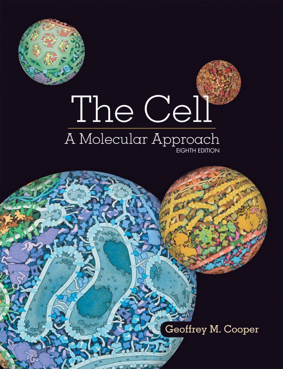 The Cell A Molecular Approach 7th Edition